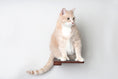 Load image into Gallery viewer, Cat Climbing Shelf