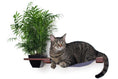 Load image into Gallery viewer, Cat Hammock Wall with Planter
