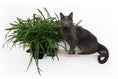 Load image into Gallery viewer, Cat Hammock Wall with Planter
