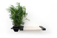 Load image into Gallery viewer, Cat Hammock Wall with Planter
